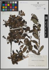 Foto von Salix atrocinerea Brot. x Salix aurita L.